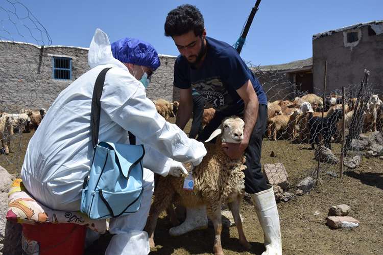 واکسیناسیون رایگان تب برفکی در دامهای روستائی و عشایری تا پایان سالجاری در استان اردبیل